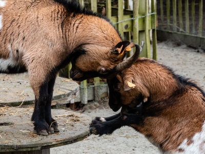 Pygmy goat - De Zonnegloed - Animal park - Animal refuge centre 
